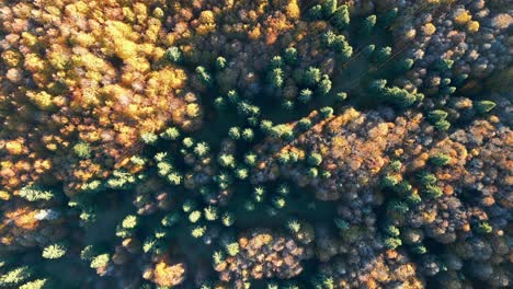 Von-Oben-Nach-Unten-Aufgenommene-Herbstbäume-Im-Urwald-Unter-Sonnenlicht