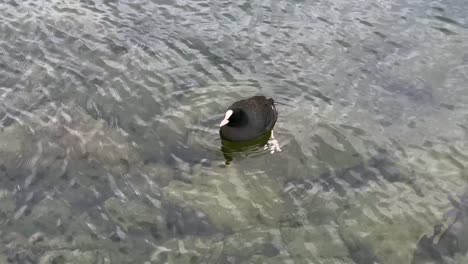 Duck-floating---Geneva-lake-in-Switzerland