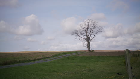 A-static-extreme-wide-shot-of-a-crow-leaving-a-dead-tree-standing-in-the-middle-of-a-green-field