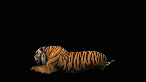 Ein-Tiger-Ruht-Auf-Schwarzem-Hintergrund-Mit-Alphakanal-Am-Ende-Des-Videos,-3D-Animation,-Seitenansicht,-Animierte-Tiere,-Nahtlose-Schleifenanimation