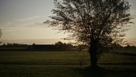 Slow-dolly-of-a-tree-during-sunrise-next-to-a-road