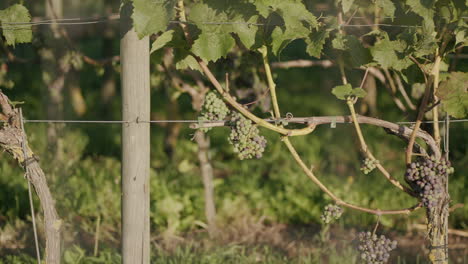 A-close-up-dolly-shot-of-grapevines-during-sunrise