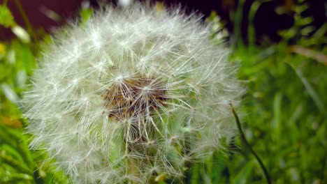 Dandelion-flower-moved-by-the-wind