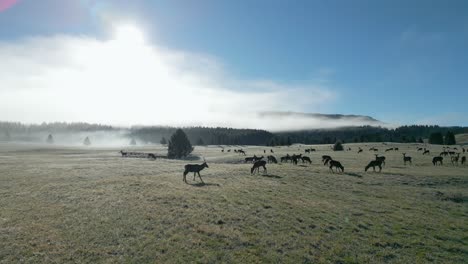 Orbit-Shot-Of-Herd-Of-Deer-Grazing-In-Wide-Green-Meadow-Under-Blue-Sky
