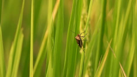 Insect-in-rice-grass---rice-flower-
