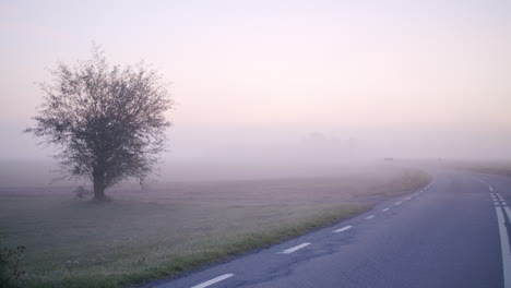 Dolly-of-a-tree-during-a-misty-sunrise-next-to-an-empty-road