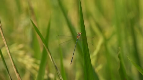Dragonfly-in-rice-grass---green-