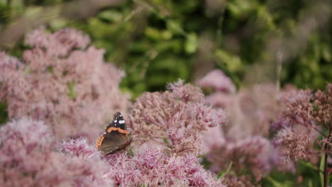 A-handheld-shot-of-a-red-admiral-butterfly-collecting-nectar-from-pink-flowers-among-the-green-plants
