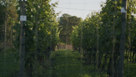 A-wide-dolly-shot-of-grapevines-during-sunrise