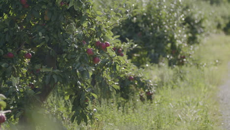 Eine-Dolly-Aufnahme-Eines-Apfelanbaus,-Geschossen-Durch-Blätter-In-Der-Sonne,-Rote-Reife-Äpfel