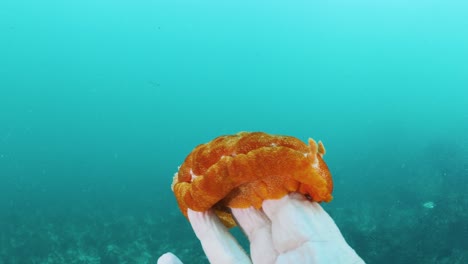 Scuba-diver-conducting-marine-research-holds-a-large-Nudibranch-sea-creature-in-his-hand-underwater