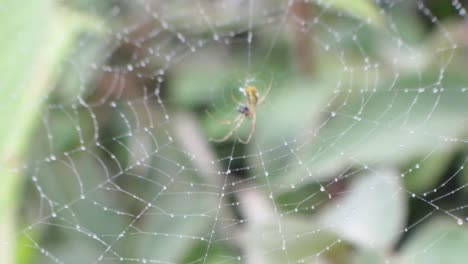 Spinne-Sitzt-In-Seinem-Netz,-Das-Mit-Tau-Bedeckt-Ist