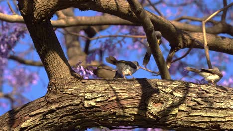 Flock-of-honeyeater-noisy-miners,-manorina-melanocephala-perching-up-high-on-the-tree-against-beautiful-jacaranda-purple-flowers-in-spring-season,-close-up-shot