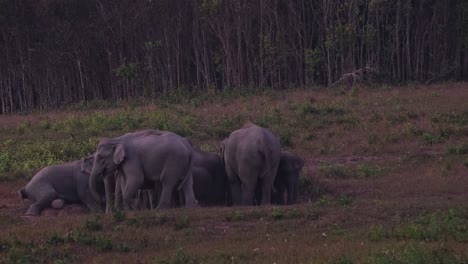 Herd-grazing-and-feeding-on-minerals-as-one-individual-gets-up-from-the-ground-as-a-young-one-moves-around-and-towards-the-left,-Indian-Elephant-Elephas-maximus-indicus,-Thailand