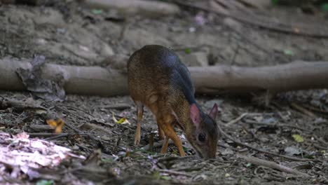 Seen-facing-to-the-left-while-feeding-then-turns-to-the-right-to-eat-more,-Lesser-Mouse-Deer-Tragulus-kanchil,-Thailand