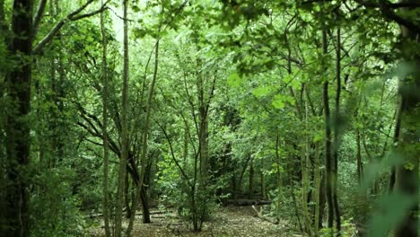 Ein-üppiger-Wald-Lugt-Hinter-Einem-Hoch-Aufragenden-Baum-Hervor-Und-Bietet-Einen-Einblick-In-Die-Verborgene-Erhabenheit-Der-Natur