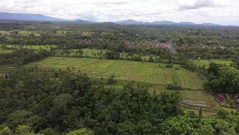 Drone-footage-flying-over-rice-plantations-in-Ubud,-Bali,-Indonesia