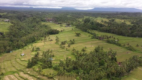 Drone-footage-flying-over-vast-rice-fields-in-Ubud,-Bali,-Indonesia
