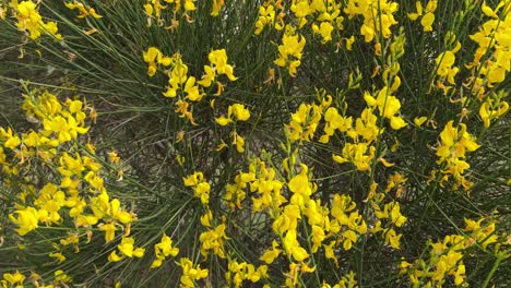 Vertical-panorama-and-closeup-of-the-yellow-flowers-of-Mount-Etna-Broom-in-Greece