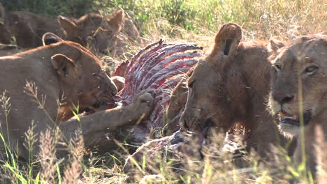 Lions-Feasting-on-Zebra-Carcass-in-African-Game-Park
