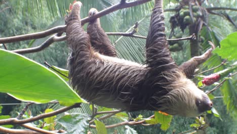 Sloth-hangs-and-climbs-slowly-through-the-trees