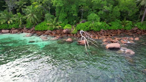 Drone-rotate-near-fallen-tree,-granite-stones-and-trees,-asphalt-road-near-the-shore,-Baie-Lazare,-Mahe,Seychelles-30fps