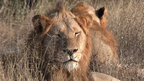 Close-up-of-young-male-lions-lying-down-resting-in-savannah