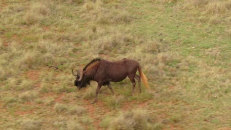 Drone-aerial-of-a-lone-Wildebeest-walking-and-grazing-in-the-wild