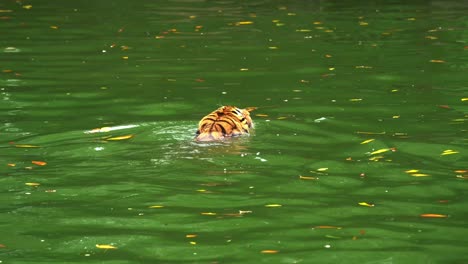 Critically-endangered-species,-Malayan-tiger-also-known-as-Southern-Indochinese-tiger,-panthera-tigris-jacksoni-swimming-in-the-river-creek,-cooling-down-in-the-water,-wildlife-close-up-shot