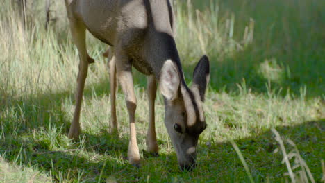 Mule-Deer-Grazing-Up-Close-on-tall-grass