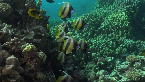 Eine-Gruppe-Wimpelfische-Aus-Nächster-Nähe-Am-Korallenriff