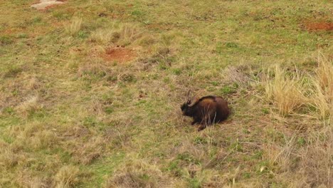 Drone-aerial-of-very-pregnant-Wildebeest-female-laying-in-the-wild-on-her-own