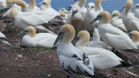 Experience-the-enchanting-world-of-Northern-Gannet-birds-as-they-exhibit-their-natural-behavior-in-stunning-4K-slow-motion