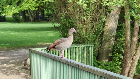 Nile-goose-sitting-on-a-railing-in-Biebertal-Menden-Sauerland
