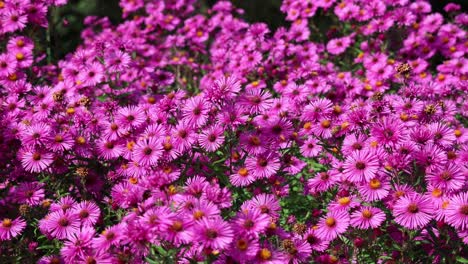 Summende-Schönheit:-Bienen-Und-Die-Lila-Arlington-Blume