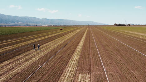Slow-Motion-wide-drone-of-artichoke-farm-field-moving-upwards