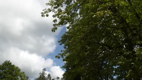 Un-Sereno-Día-De-Verano-Con-Viento-Suave,-árboles-Tranquilos-Y-Nubes-Ondulantes