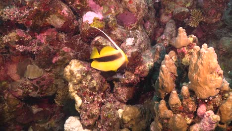 Ein-Einzelner-Wimpelfisch,-Der-Am-Korallenriff-Entlang-Schwimmt
