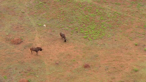 Drone-aerial-of-two-Wildebeest-searching-for-green-grass-to-graze-on
