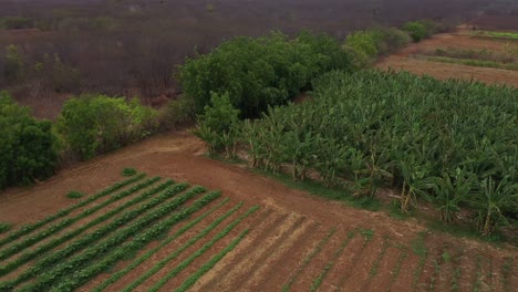 Riego-Efectivo-Con-Agua,-Tierras-De-Cultivo-Orgánicas.-Industria-Agrícola-Brasil