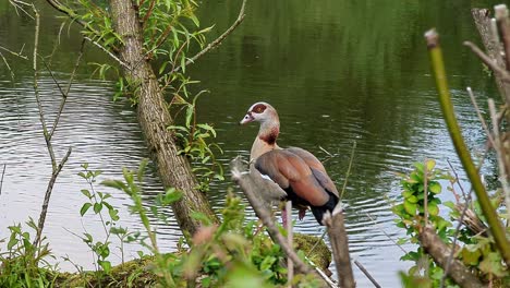 Egyptian-goose,-Alopochen-aegyptiaca,-beautiful-water-birds-with-webbed-feet-swimming-in-the-lake,-pond-of-the-city-park
