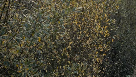 Herbstliche-Gelbe-Blätter-Und-Bäume,-Die-Im-Wind-In-Der-Englischen-Landschaft-Wehen