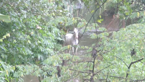 White-horse-stands-in-a-jungle-pond