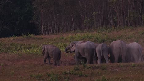 Uno-Mirando-Hacia-La-Izquierda-Listo-Para-Moverse-Con-La-Manada,-Elefante-Indio-Elephas-Maximus-Indicus,-Tailandia