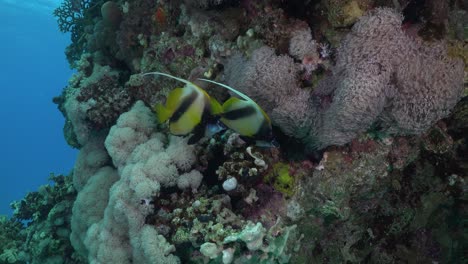 Dos-Peces-Estandarte-Nadando-Cerca-De-Un-Arrecife-De-Coral-En-El-Mar-Rojo.