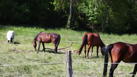 EntdeckeDiscover-the-tranquil-beauty-of-idyllic-grazing-horses-and-naturen