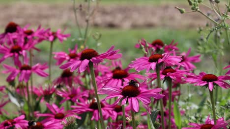Bumblebees-on-coneflowers-in-summer