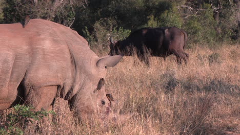 Rinoceronte-Pastando-Con-Búfalos-En-El-Parque-De-Caza-Africano