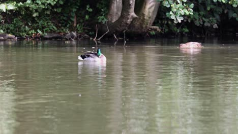 Mallard-duck-swims-in-a-pond-in-Menden-Sauerland