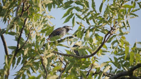 Common-starling-sing-on-branch,-static